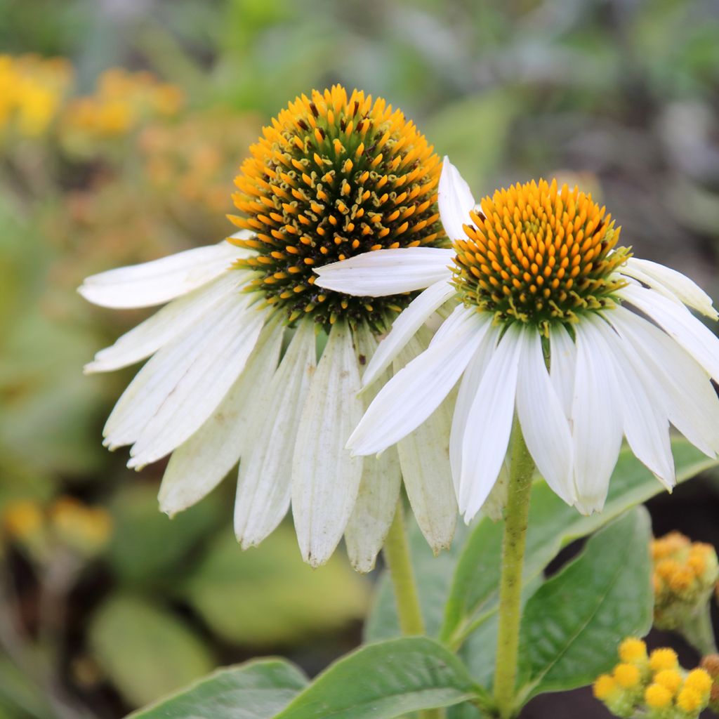 Echinacea purpurea White Swan BIO (zaad) - Rode zonnehoed