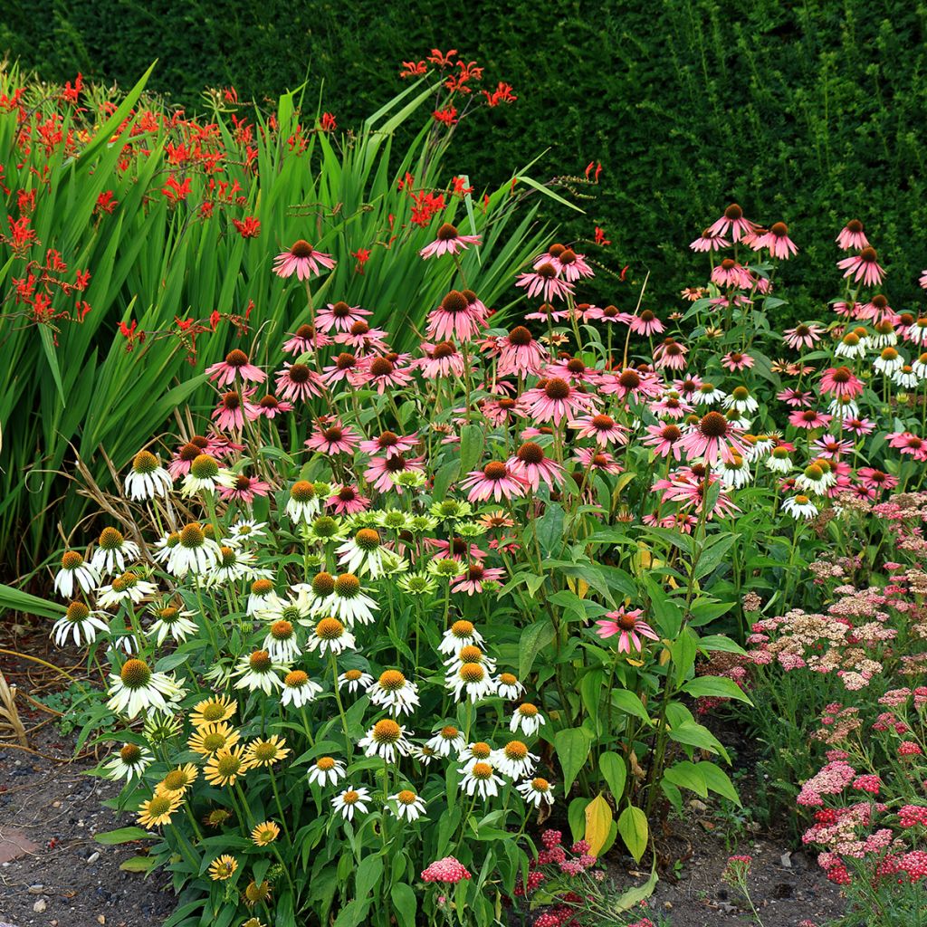 Echinacea purpurea White Swan BIO (zaad) - Rode zonnehoed