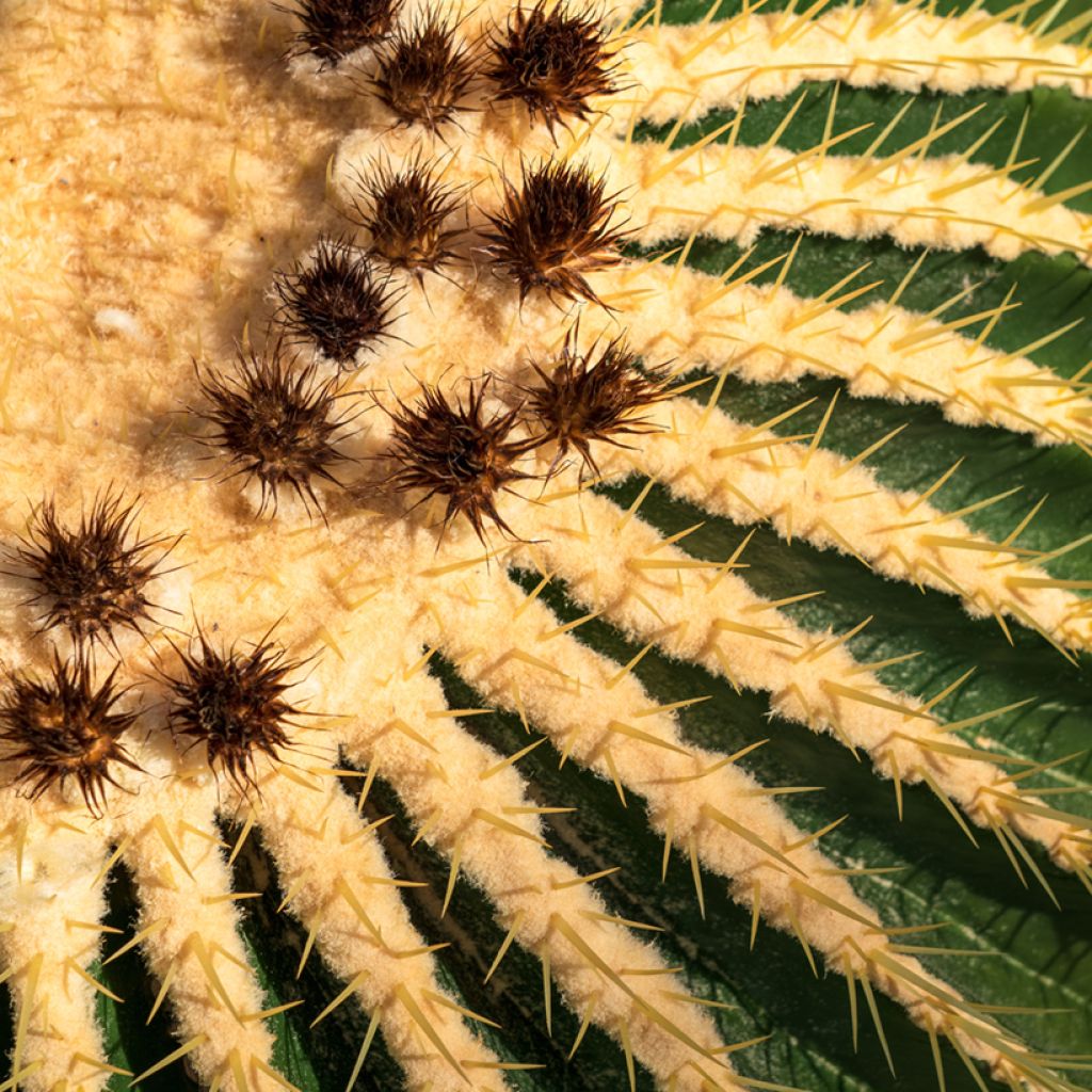 Echinocactus grusonii - Schoonmoedersstoel