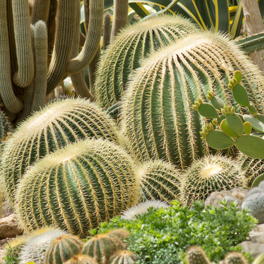 Echinocactus grusonii - Schoonmoedersstoel