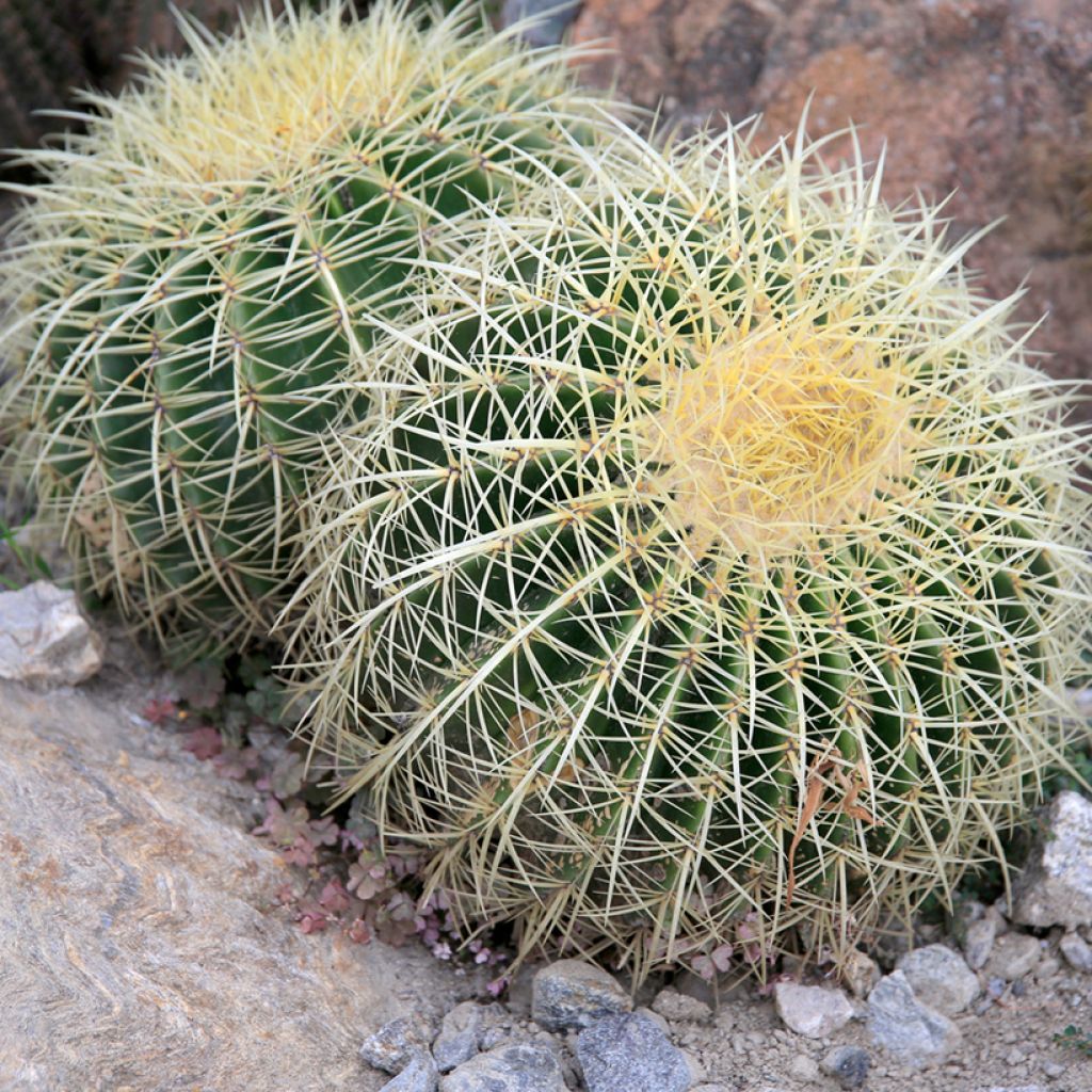 Echinocactus grusonii - Schoonmoedersstoel