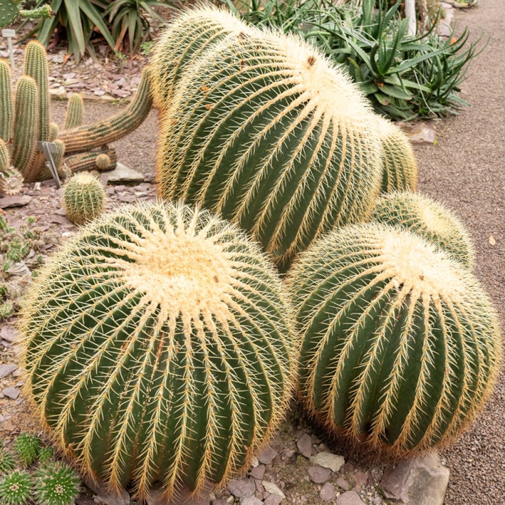 Echinocactus grusonii - Schoonmoedersstoel