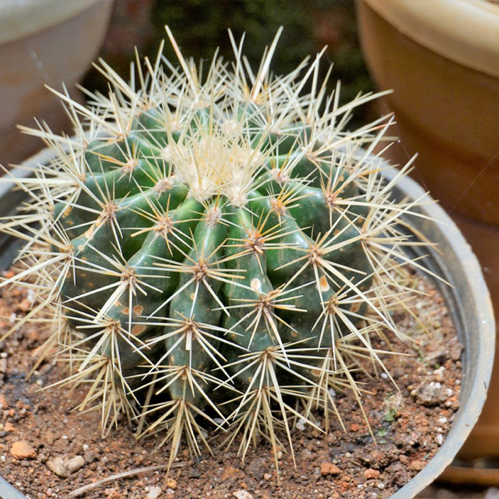 Echinocactus grusonii - Schoonmoedersstoel