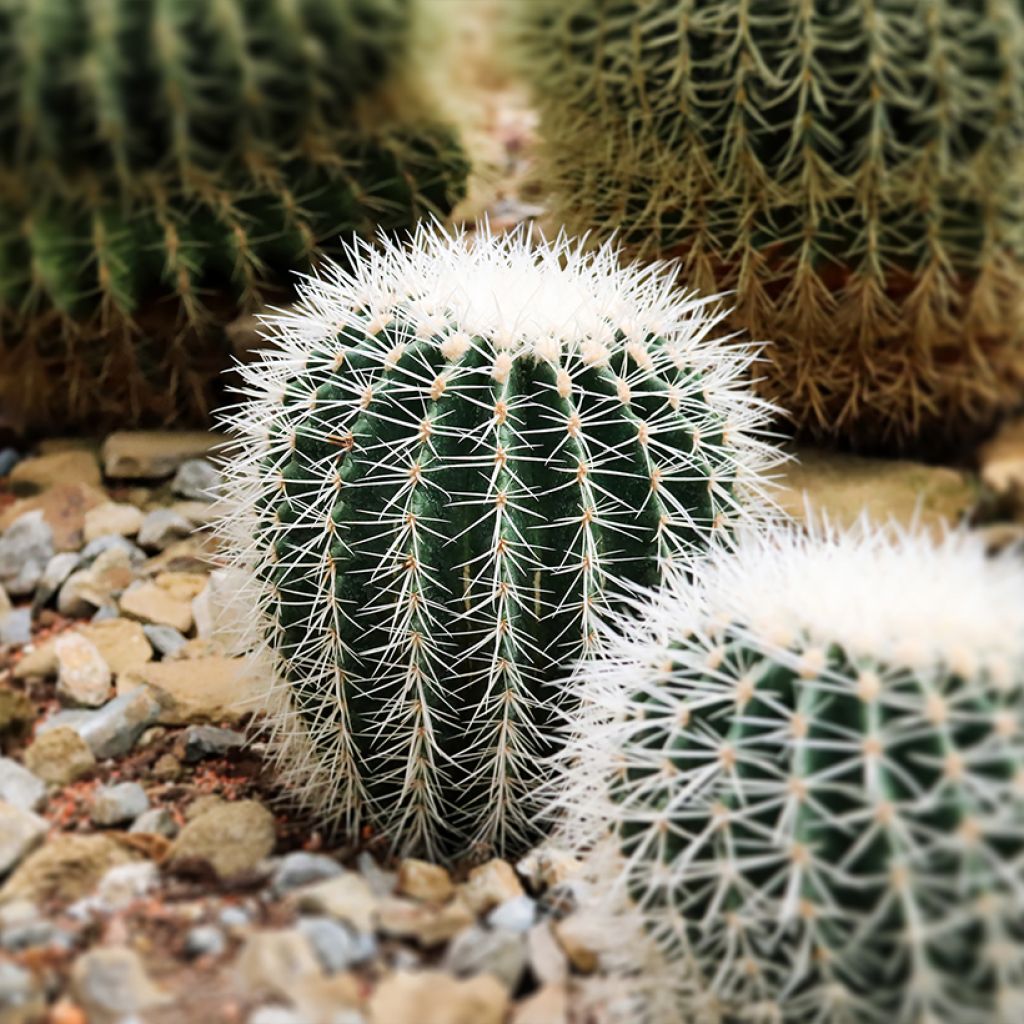 Echinocactus grusonii albispinus - Schoonmoedersstoel