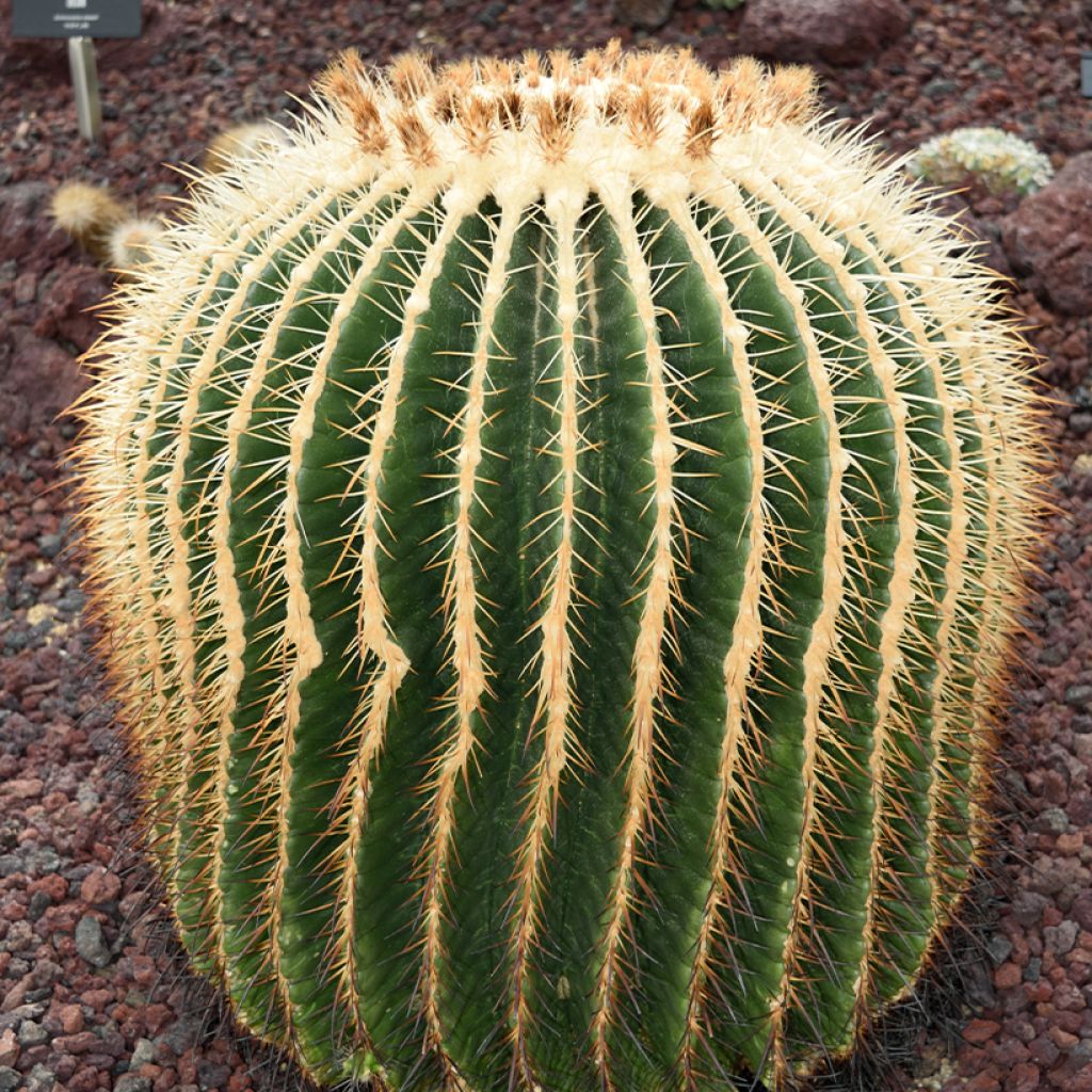 Echinocactus grusonii albispinus - Schoonmoedersstoel