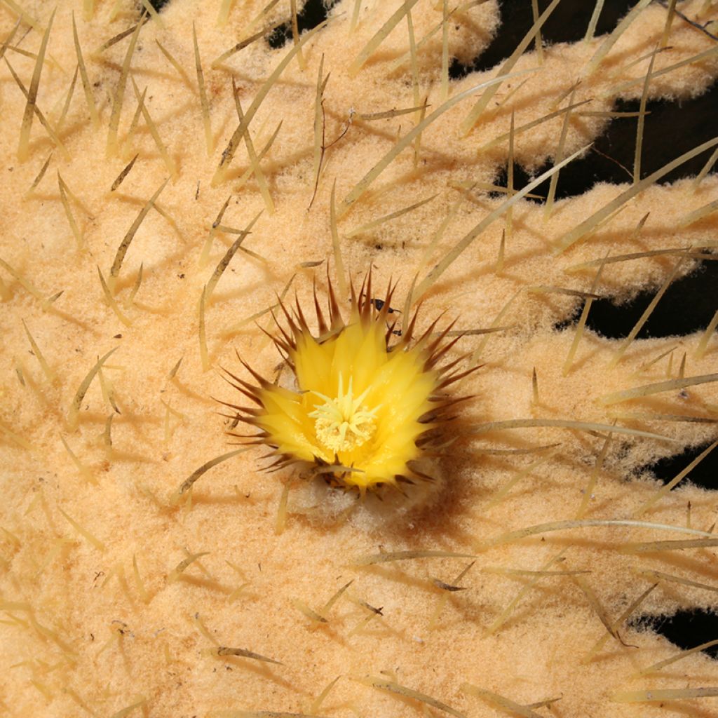 Echinocactus grusonii brevispinus - Schoonmoedersstoel