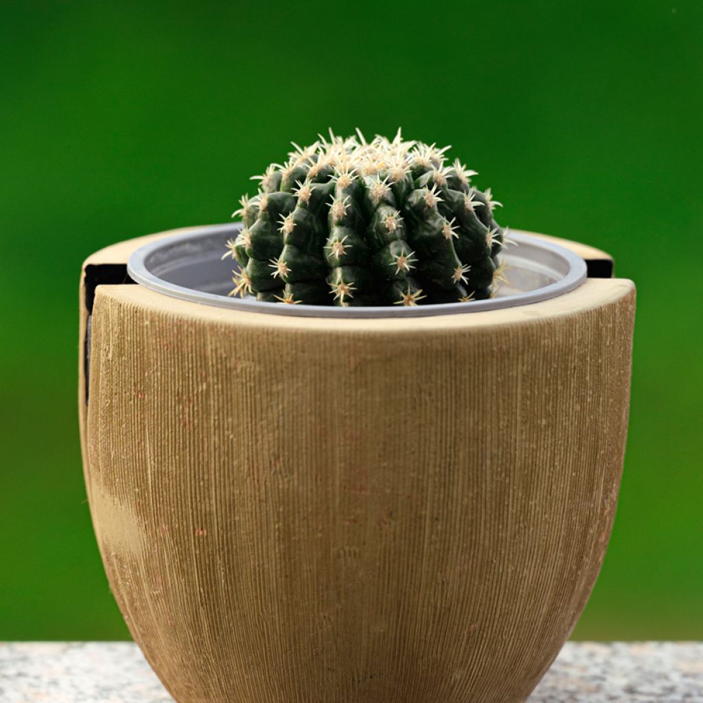 Echinocactus grusonii brevispinus - Schoonmoedersstoel