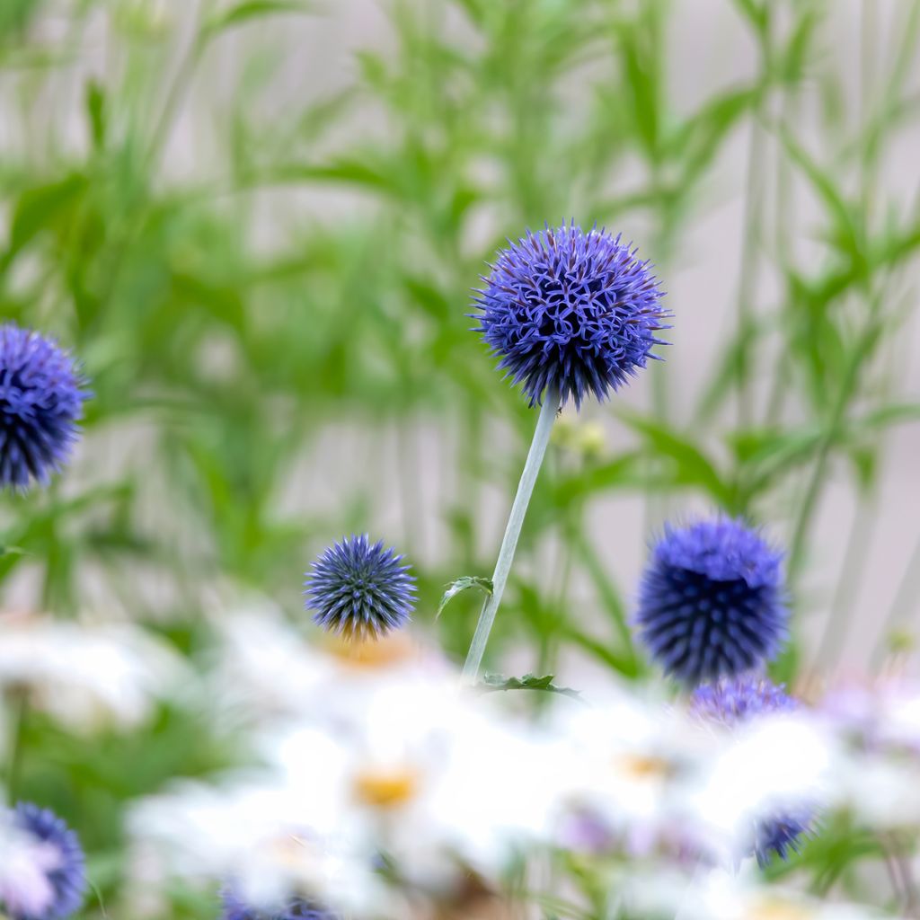 Echinops bannaticus Blue Globe - Kogeldistel