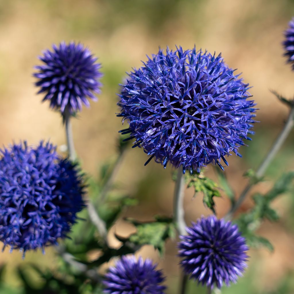 Echinops bannaticus Blue Globe - Kogeldistel