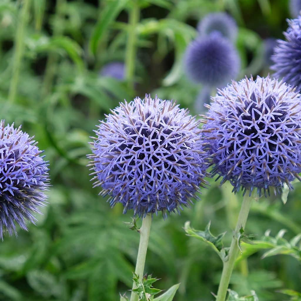 Echinops bannaticus Taplow Blue - Kogeldistel