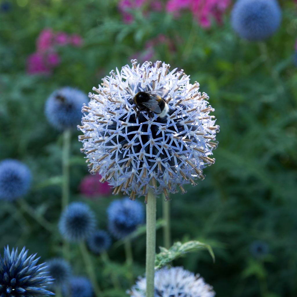 Echinops bannaticus Taplow Blue - Kogeldistel