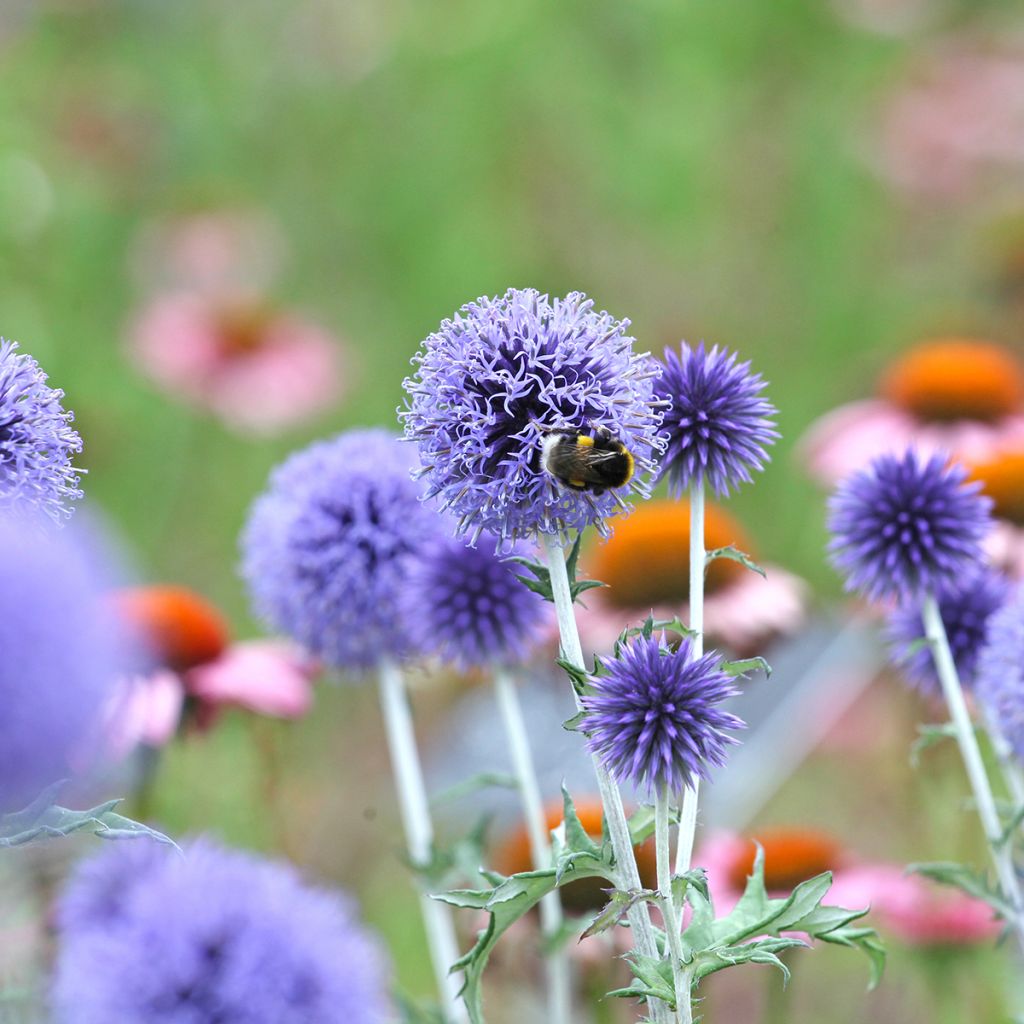Echinops ritro Veitch's Blue - Kogeldistel