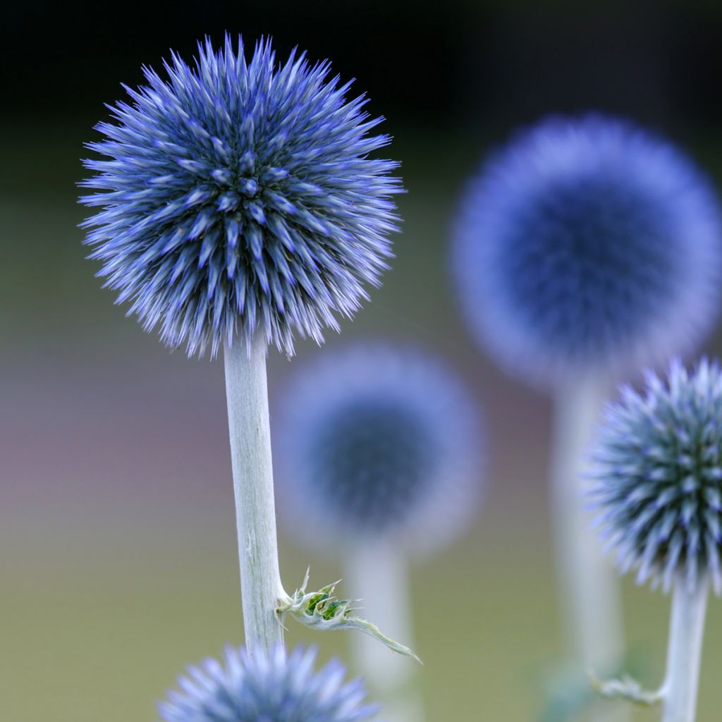 Echinops ritro Veitch's Blue - Kogeldistel