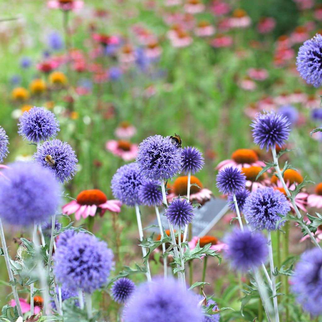 Echinops ritro Veitch's Blue - Kogeldistel