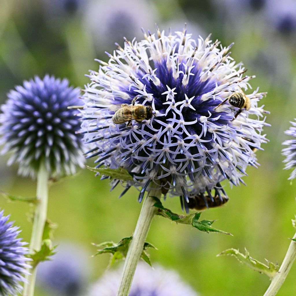 Echinops sphaerocephalus - Beklierde kogeldistel