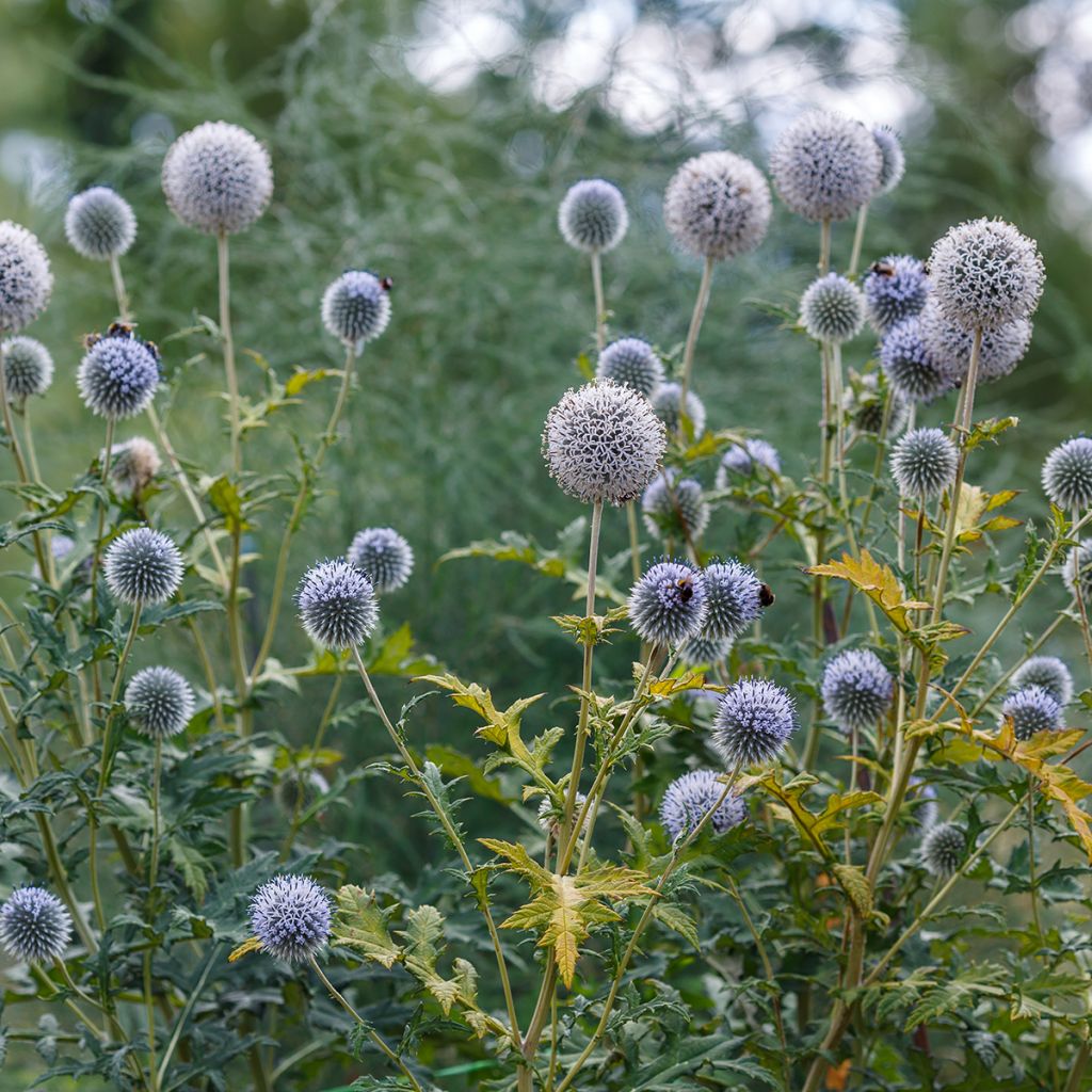 Echinops sphaerocephalus - Beklierde kogeldistel