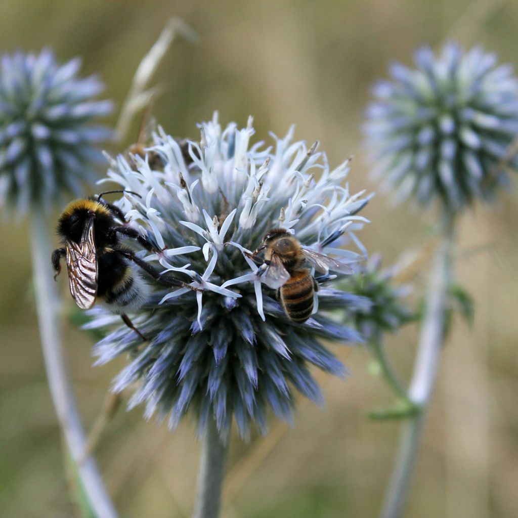 Echinops sphaerocephalus - Beklierde kogeldistel