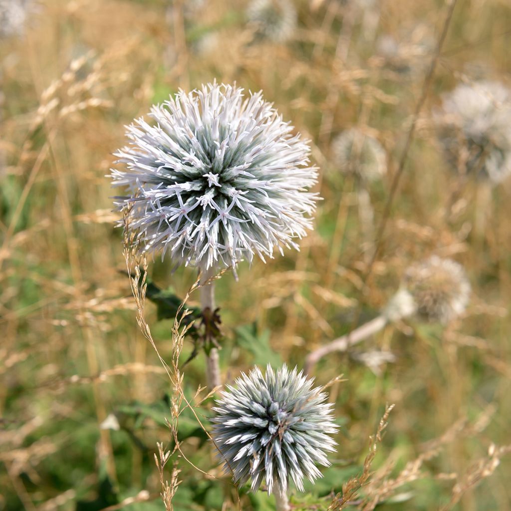 Echinops sphaerocephalus - Beklierde kogeldistel