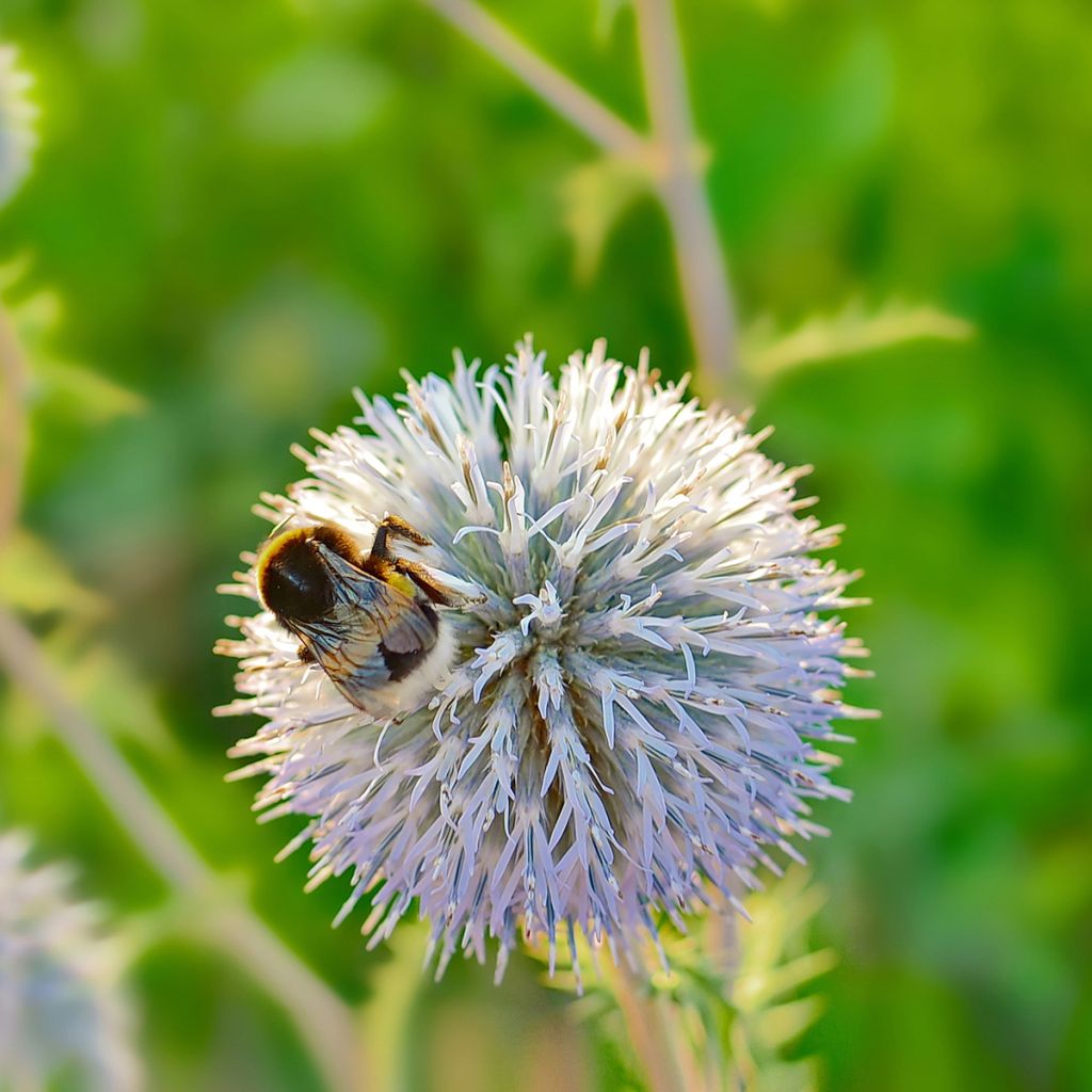Echinops sphaerocephalus - Beklierde kogeldistel