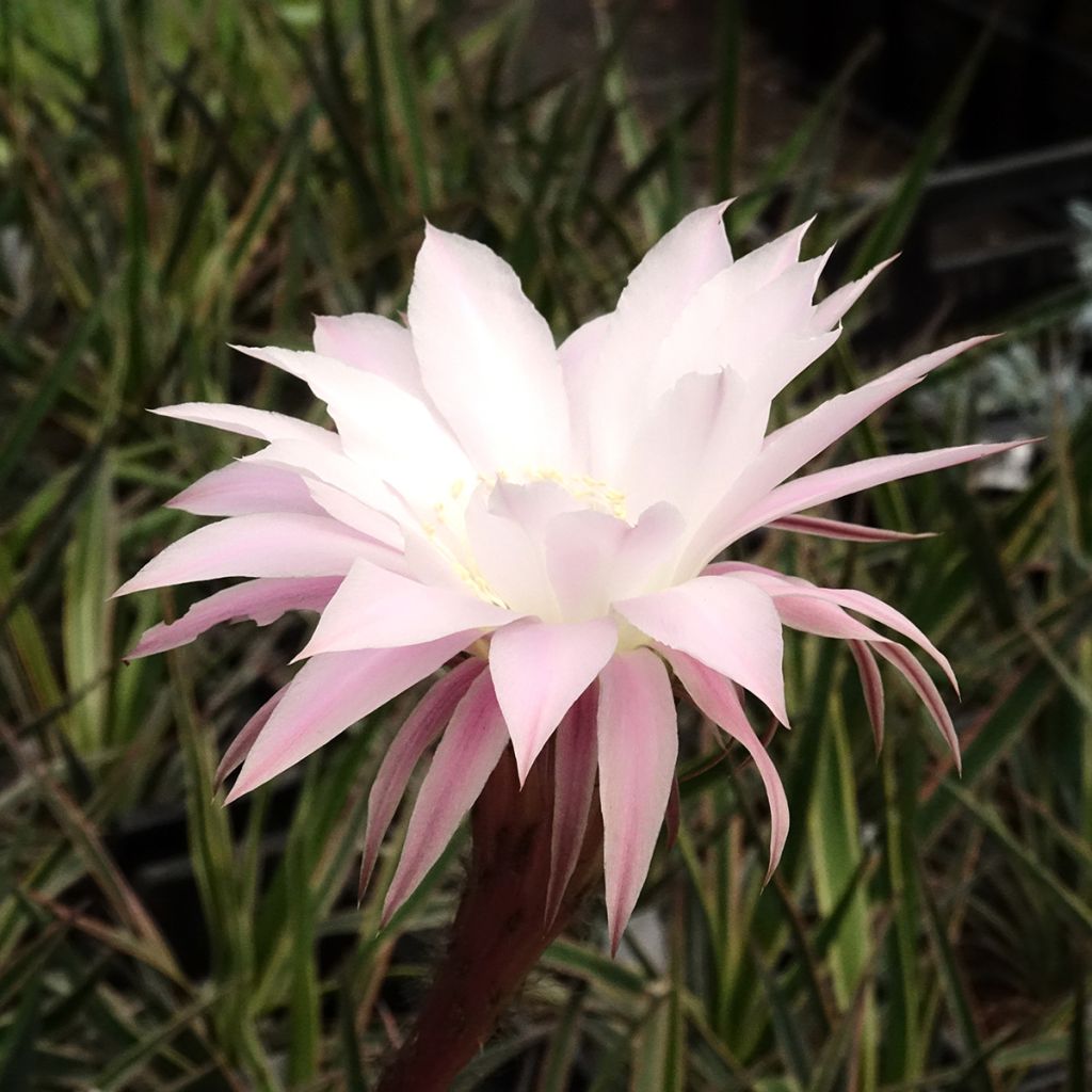 Echinopsis multiplex - Zee-egelcactus