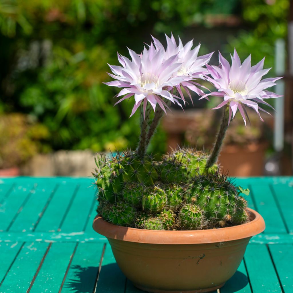 Echinopsis multiplex - Zee-egelcactus