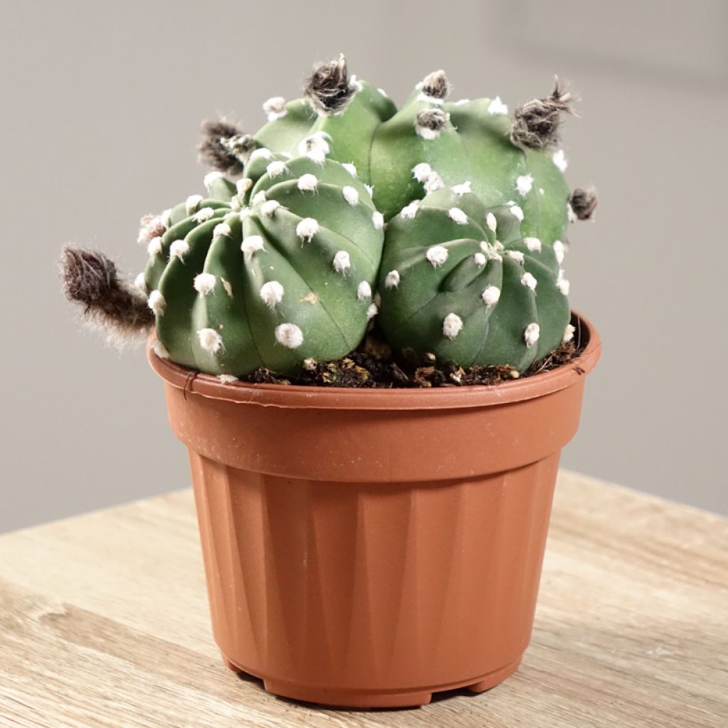 Echinopsis subdenudata - Domino cactus