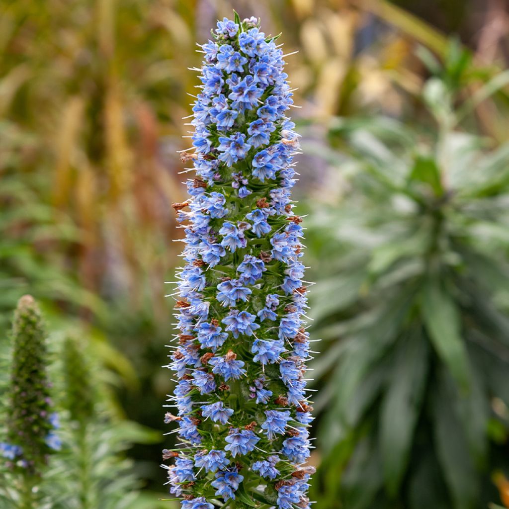 Echium candicans - Trots van Madeira