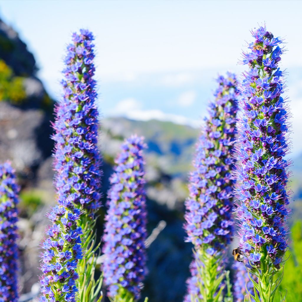 Echium candicans - Trots van Madeira