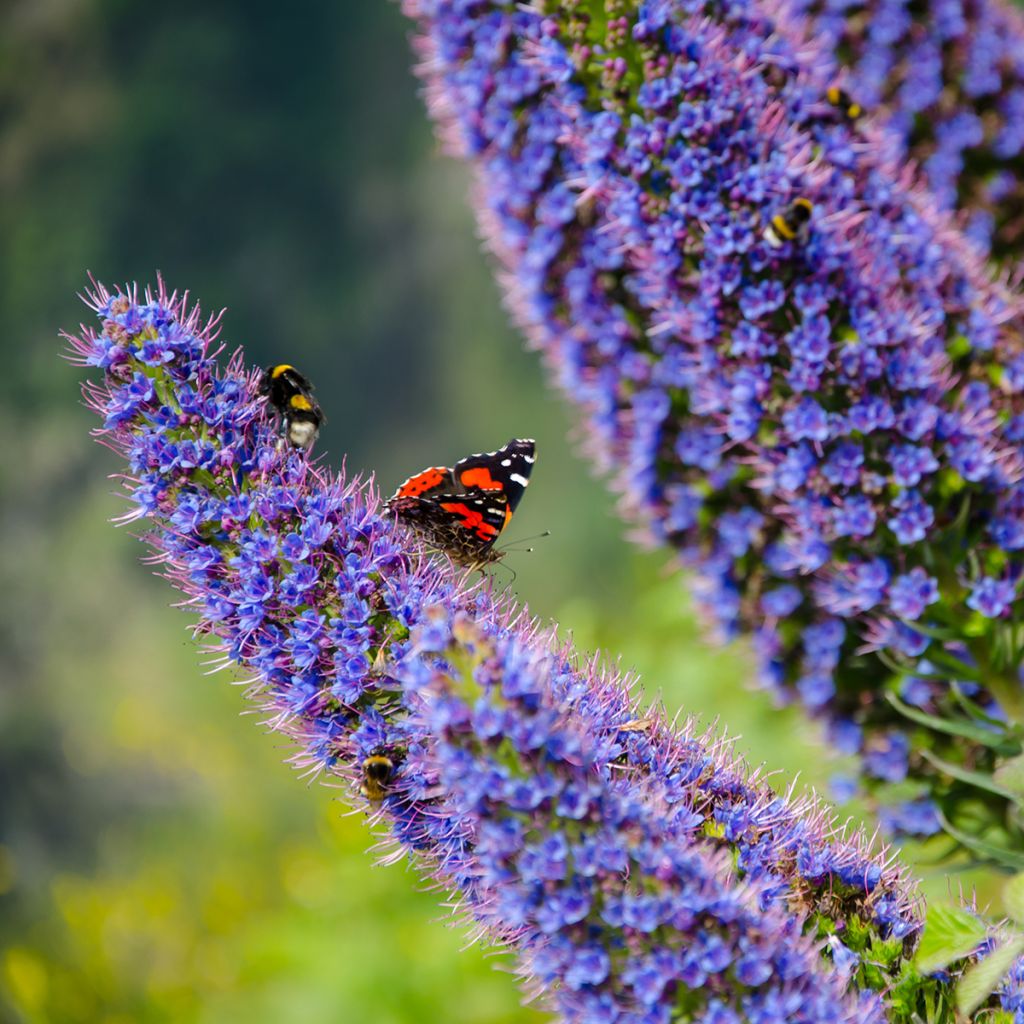 Echium candicans - Trots van Madeira