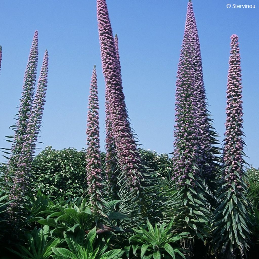 Echium pininana - Trots van Madeira