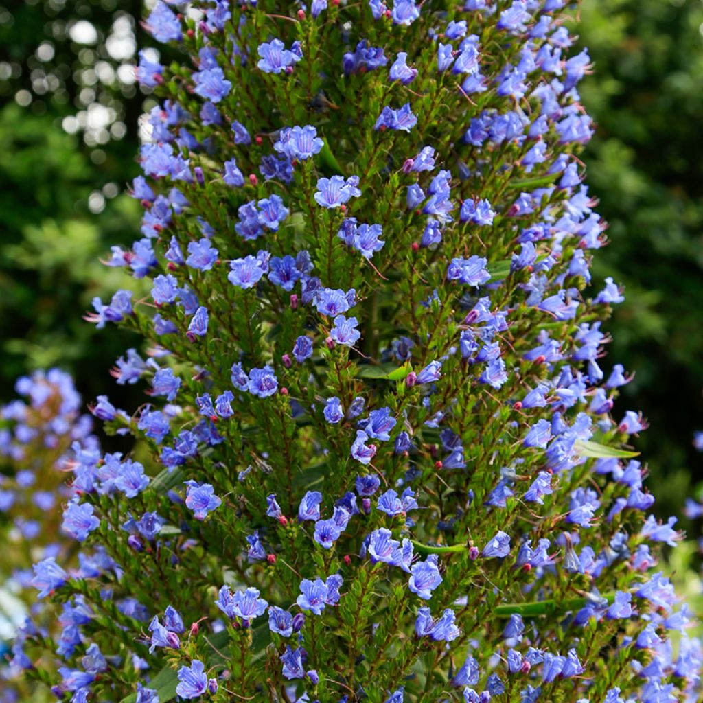 Echium pininana (zaad) - Trots van Madeira