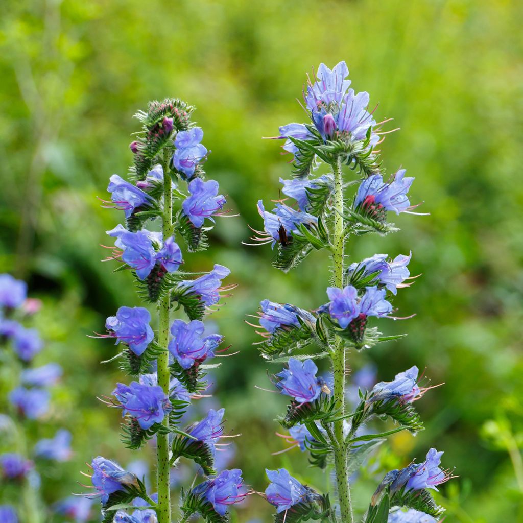 Echium vulgare - Slangenkruid