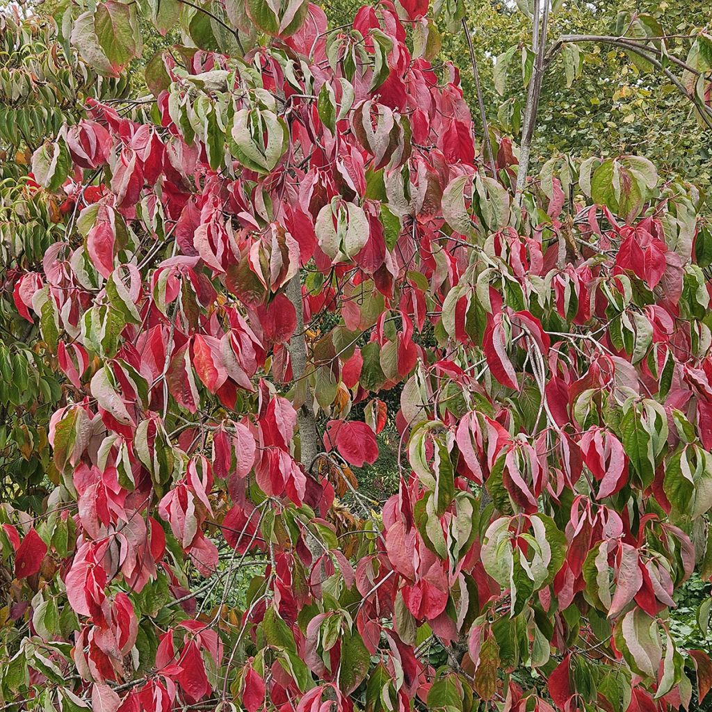 Cornus nuttalii Eddies White Wonder - Grootbloemige kornoelje