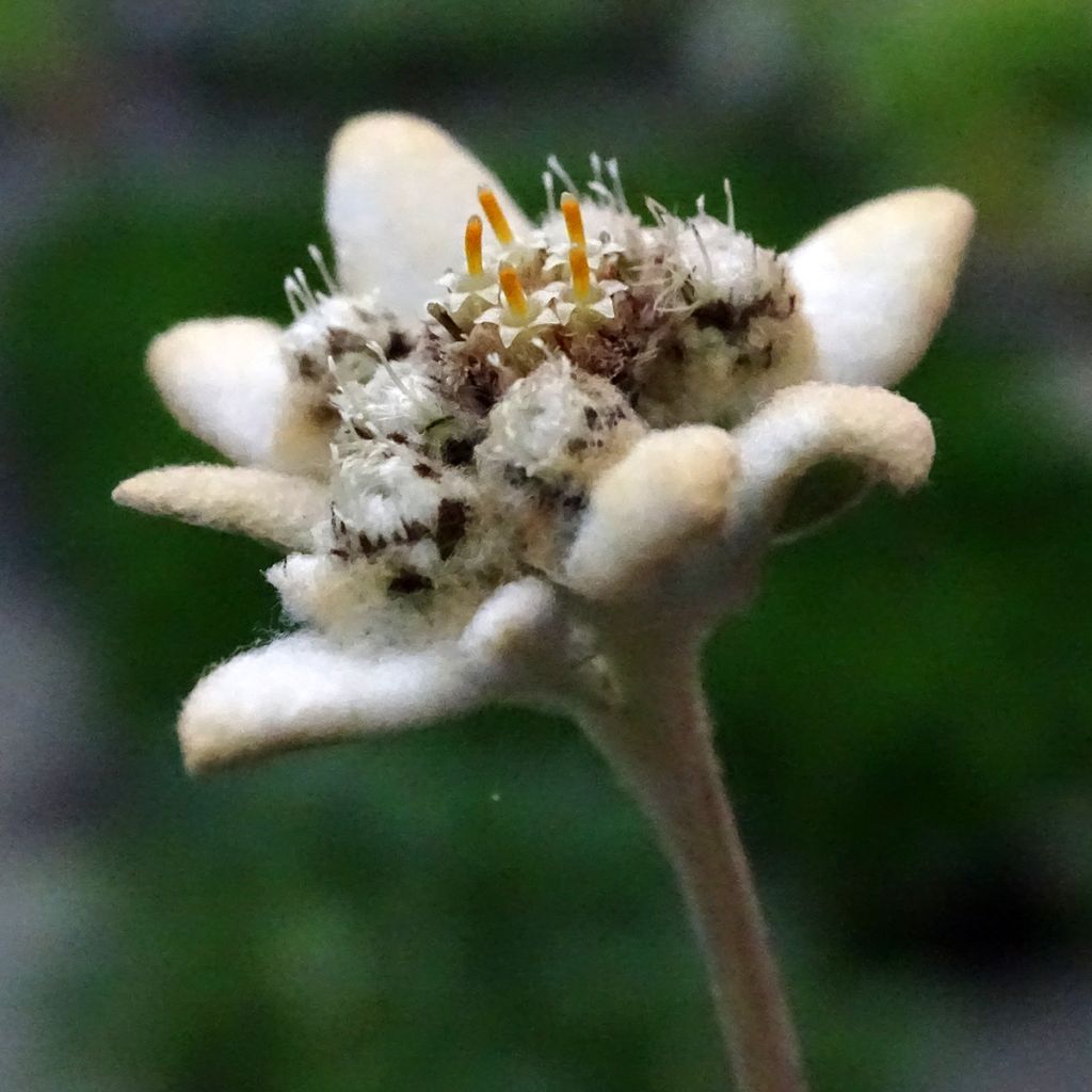 Leontopodium alpinum - Edelweiss