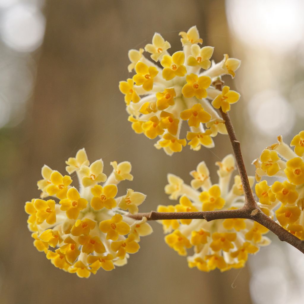 Edgeworthia chrysantha - Papierstruik