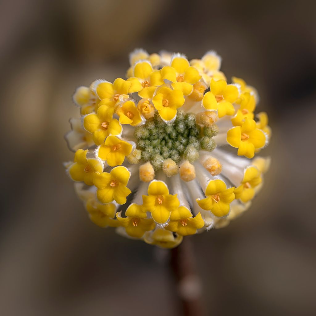 Edgeworthia chrysantha - Papierstruik