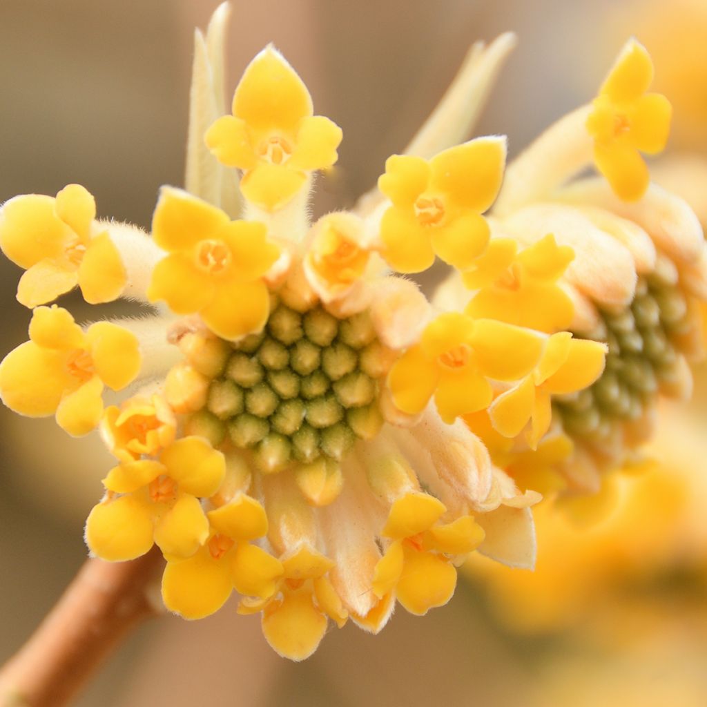 Edgeworthia chrysantha - Papierstruik