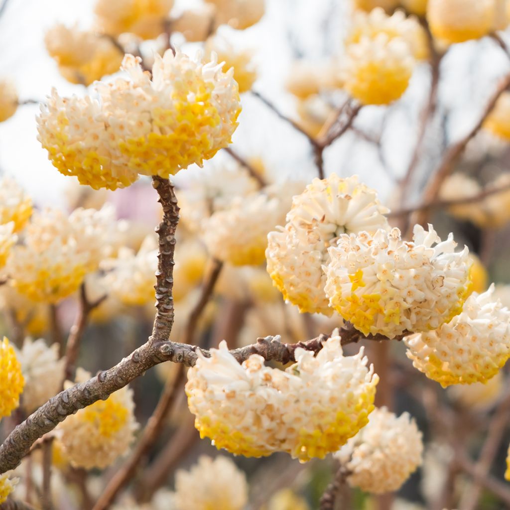 Edgeworthia chrysantha - Papierstruik