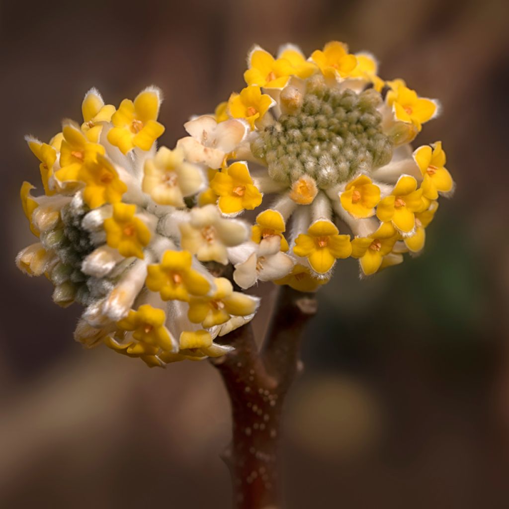 Edgeworthia chrysantha Grandiflora - Papierstruik