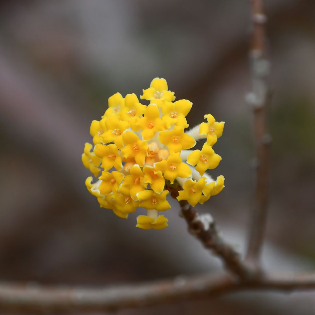 Edgeworthia chrysantha Nanjing Gold - Papierstruik
