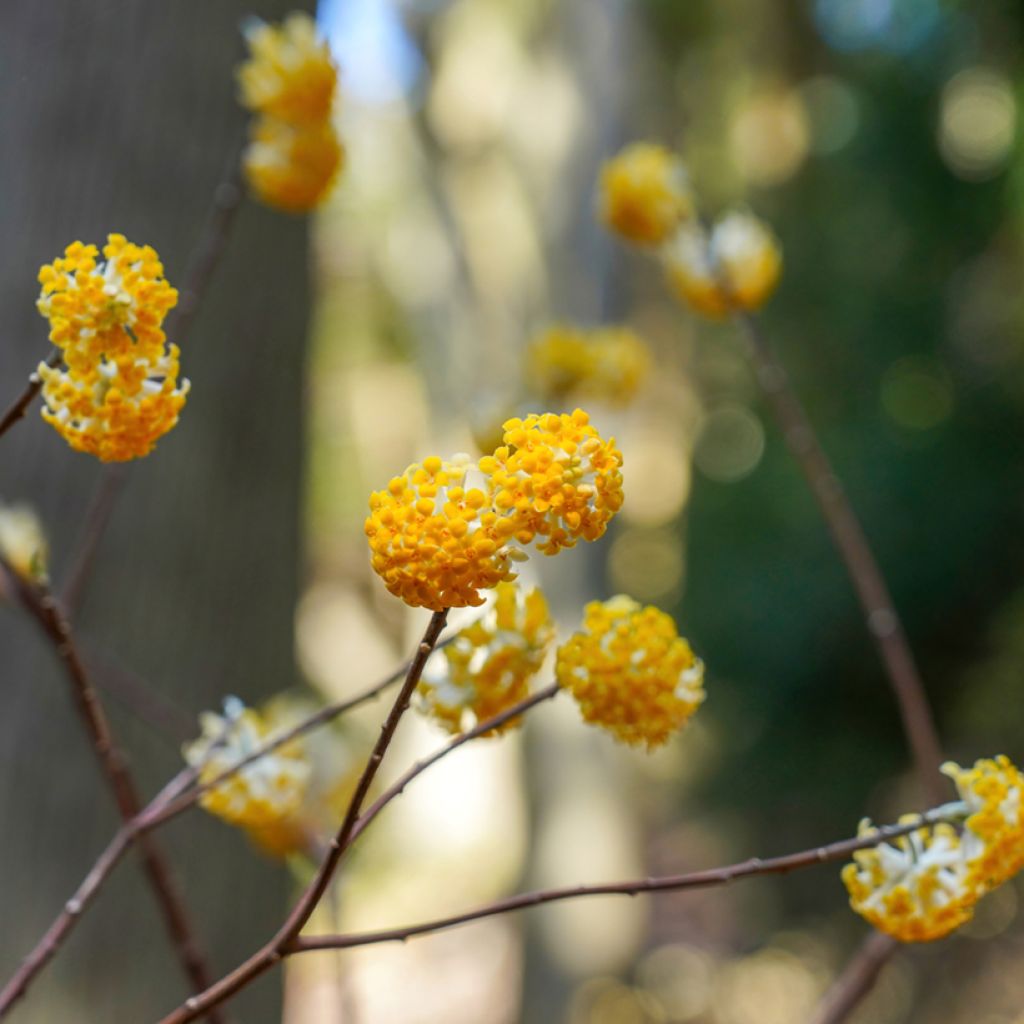 Edgeworthia chrysantha Nanjing Gold - Papierstruik