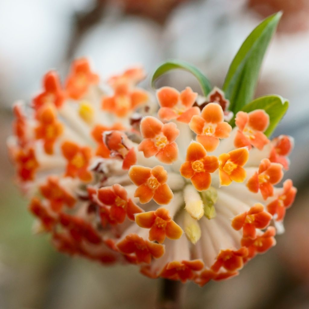 Edgeworthia chrysantha Red Dragon Akebono - Papierstruik