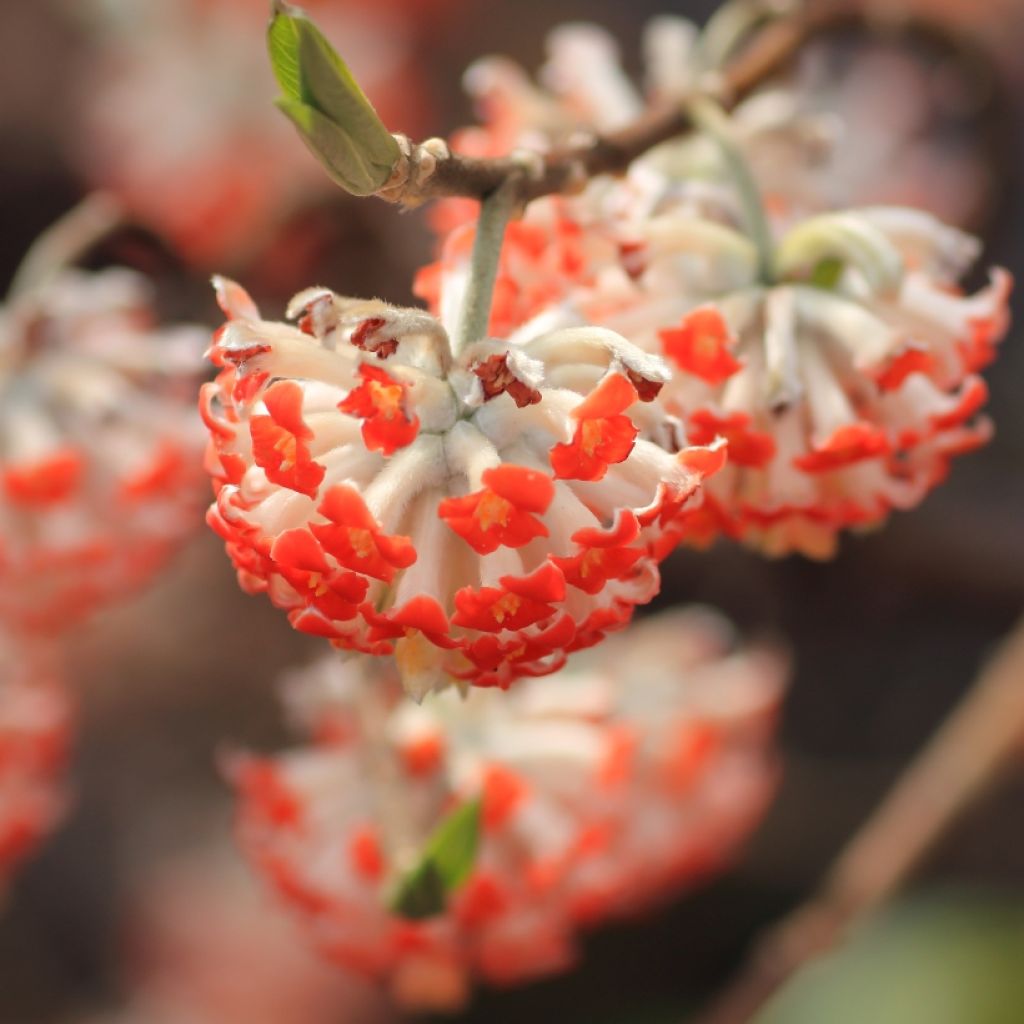 Edgeworthia chrysantha Red Dragon Akebono - Papierstruik