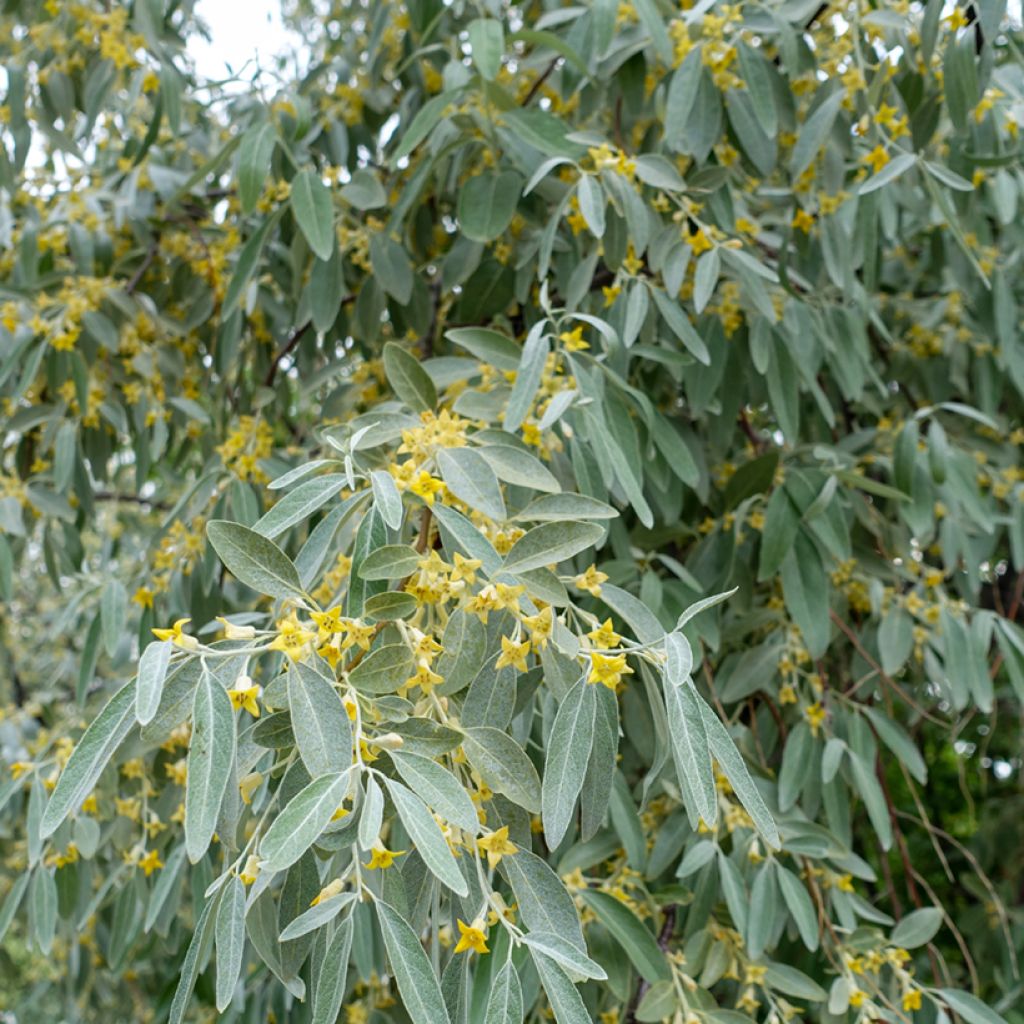 Elaeagnus angustifolia - Smalbladige olijfwilg