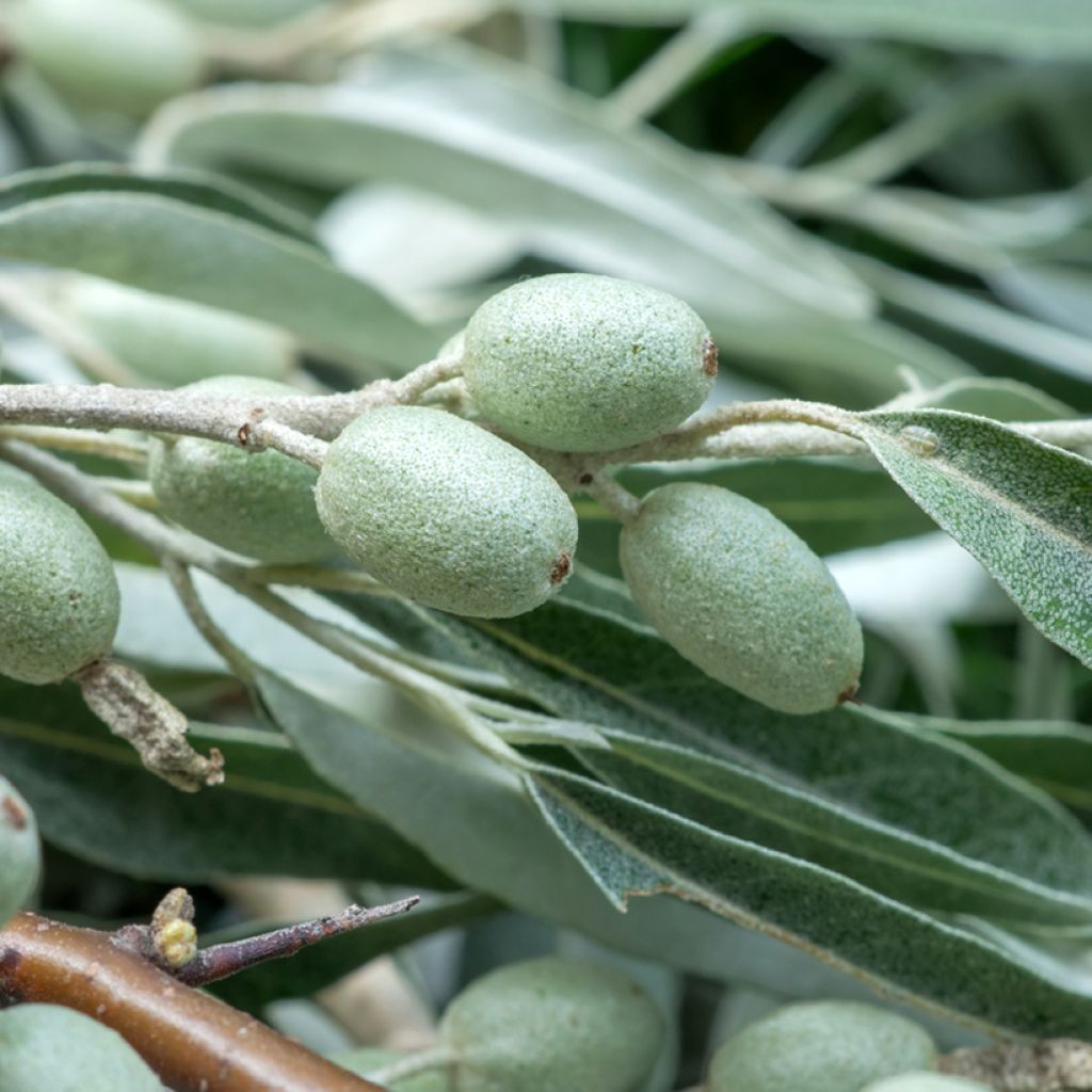 Elaeagnus angustifolia - Smalbladige olijfwilg