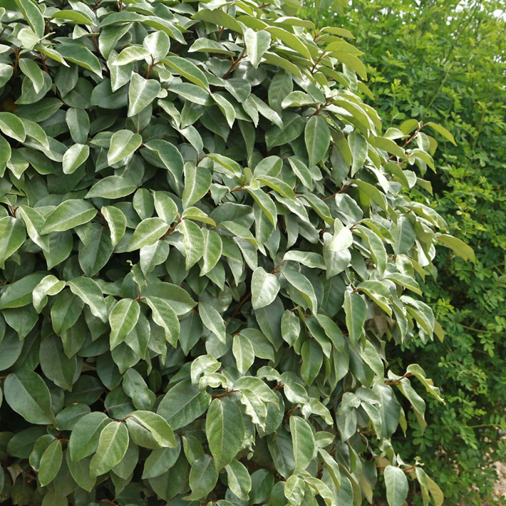 Elaeagnus ebbingei - Olijfwilg