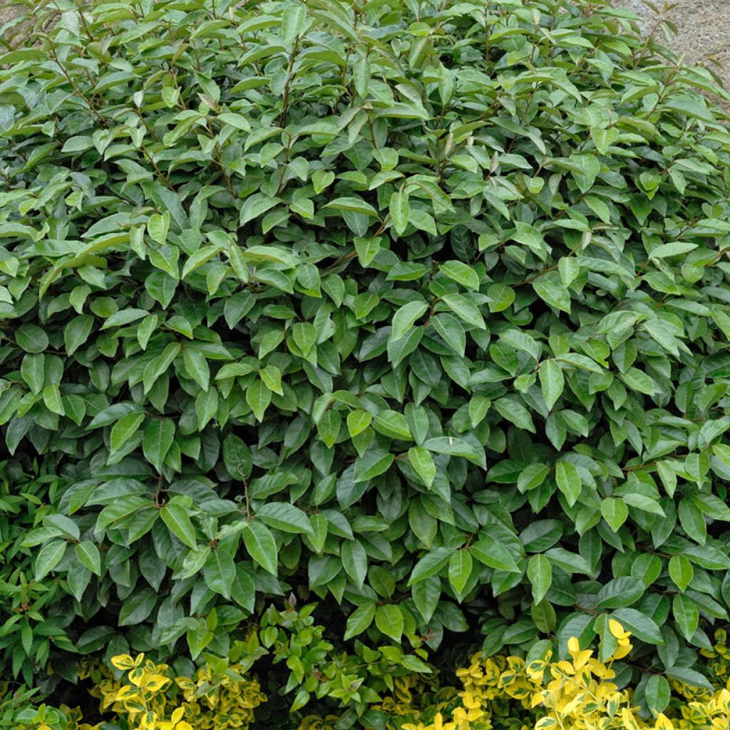 Elaeagnus ebbingei - Olijfwilg