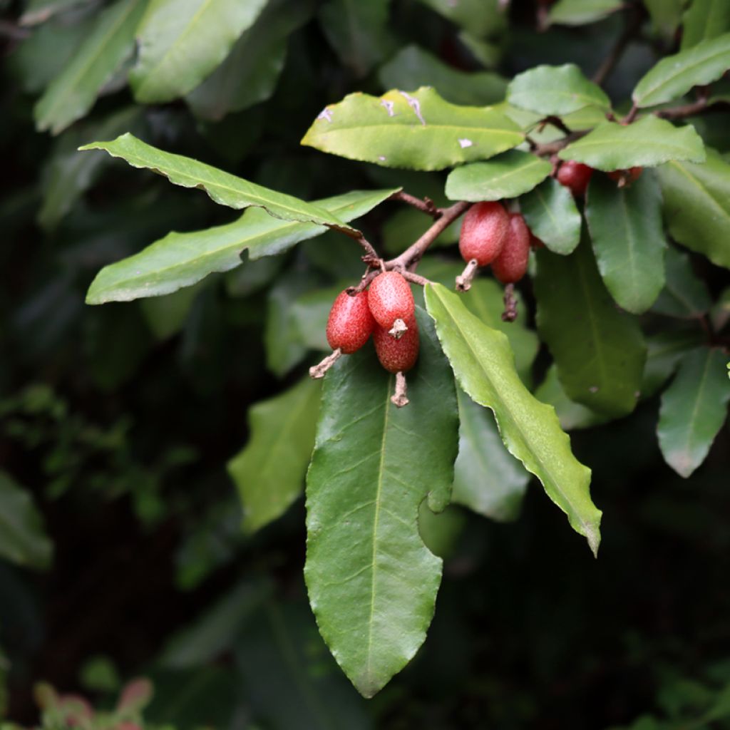 Elaeagnus ebbingei Compacta - Olijfwilg