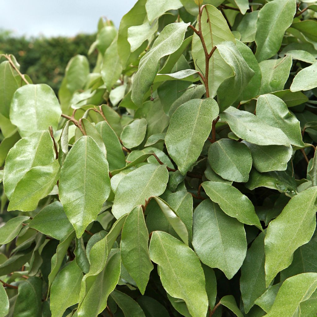 Elaeagnus ebbingei Compacta - Olijfwilg