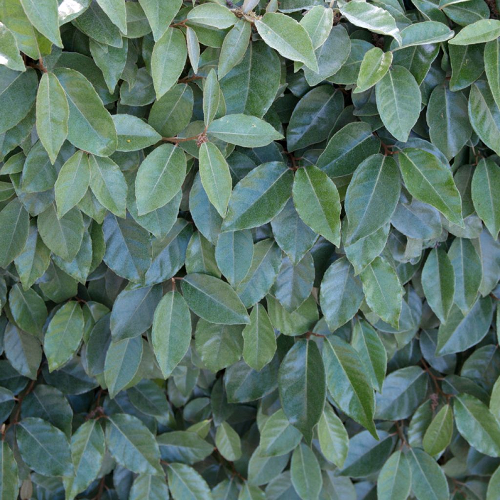 Elaeagnus ebbingei Compacta - Olijfwilg
